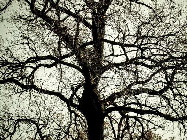 istock Silhouette of a tree against the sky. 1354190705