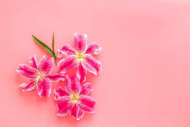 istock Top view of pink lilies flowers, floral pattern background 1354190954