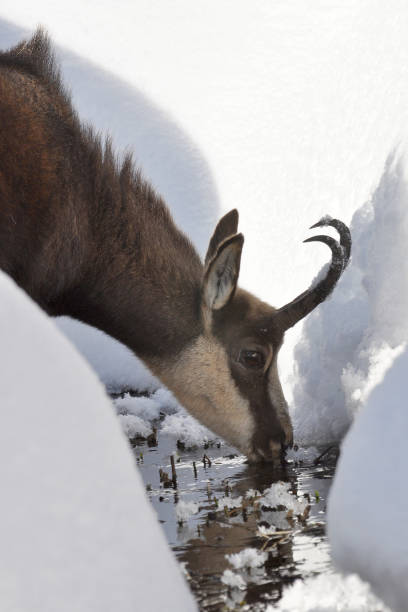 chamois eats in the bog, Rupicapra rupicapra,  winter, snow , Parco Nazionale Gran Paradiso Valle d'Aosta Italia Italy