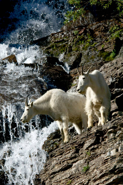 istock mountain goat, Oreamnos americanus, Rocky Mountain goat, 1354191744