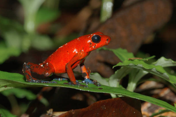 istock Dendrobates, poisonous frog,  Brulio carrillo, Costa Rica 1354192168