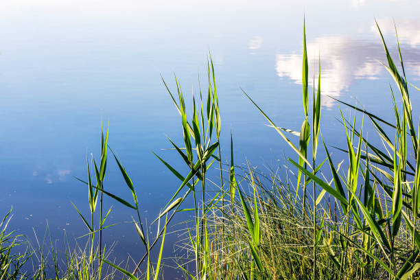 istock Green grass and blue sky with white clouds in water reflection in summer season. Tranquil country rural landscape with fine weather 1354192341
