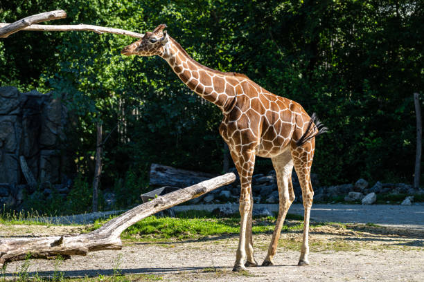 istock The giraffe, Giraffa camelopardalis is an African mammal 1354192407