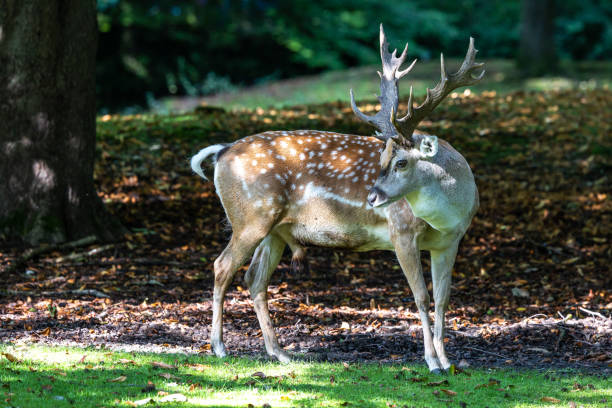 istock The fallow deer, Dama mesopotamica is a ruminant mammal 1354193406