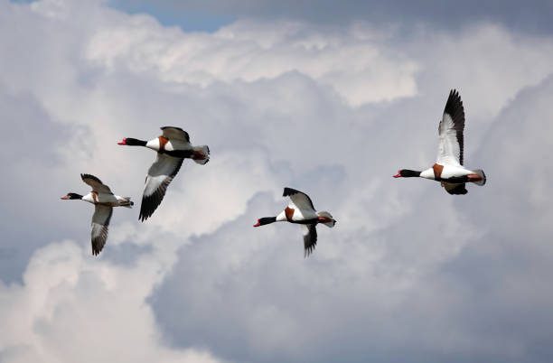 A beautiful low angle shot of four shelduck with wings spread in flight against a cloudy sky background. A beautiful low angle shot of four shelduck with wings spread in flight against a cloudy sky background. nigel pack stock pictures, royalty-free photos & images