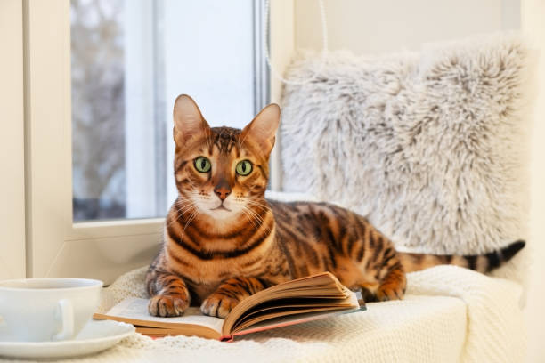 Cute purebred bengal cat on window sill on plaid read book,in cozy home modern interior,looking at camera.Creative photo of pet,animal in winter indoor.Education, development,stay home concept Cute purebred bengal cat on window sill on plaid read book,in cozy home modern interior,looking at camera.Creative photo of pet,animal in winter indoor.Education, development,stay home concept. bengal cat stock pictures, royalty-free photos & images