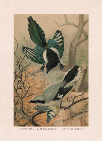 Passeriformes: a) Eurasian magpie (Pica pica, or Corvus pica); b) Grey-backed fiscal (Lanius excubitoroides, or Lanius excubitor); c) Eurasian blue tit (Cyanistes caeruleus, or Parus caeruleus). Chromolithograph after a watercolor by Emil Schmidt, published in 1887.