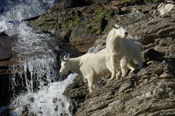 istock mountain goat, Oreamnos americanus, Rocky Mountain goat, 1354194291