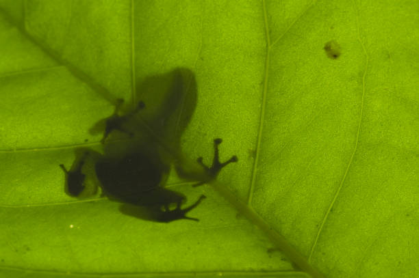Amphibians, Marbled balloon frog, India