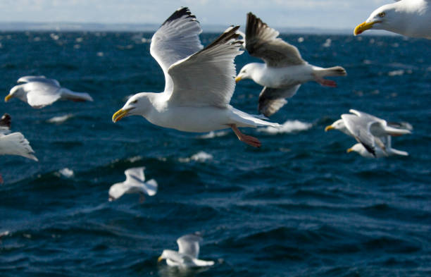 gaivota, gaivota de pernas amarelas em voo, larus michahellis, às vezes, gaivota de pernas amarelas ocidentais - michahellis - fotografias e filmes do acervo