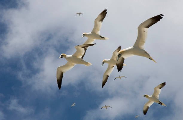 gannet in fligth and clouds - bass imagens e fotografias de stock