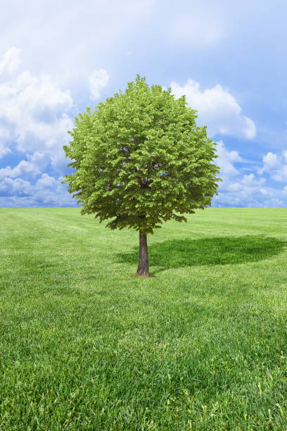 istock Lone tree in a green fresh meadow with cloudy sky - concept image with copy space 1354196530