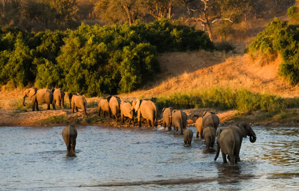 istock Herd of elephants crossing the river 1354198565