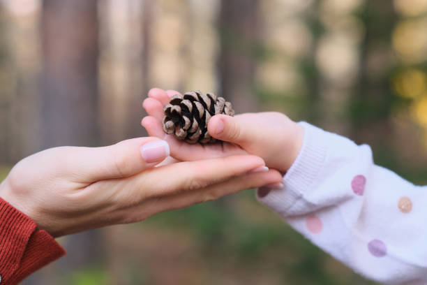 Hands of child and mother holding pine cone