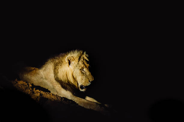 istock Male lion at night 1354201470