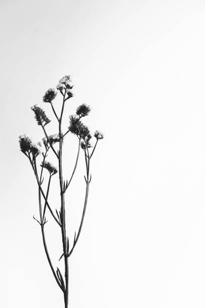 rami di fiori secchi e boccioli si avvicinano su uno sfondo bianco. natura morta astratta di fiori.  posa piatta, vista dall'alto. copiare lo spazio per il testo. - branch dry defocused close up foto e immagini stock