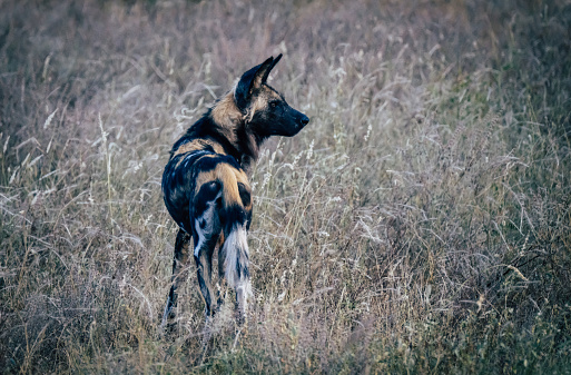 Wild dog