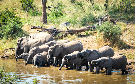 Breeding herd of elephants drinking