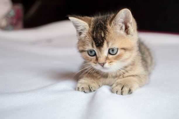 istock Beautiful British kitten wistfully lies on a white blanket with a blurred background. 1354202685