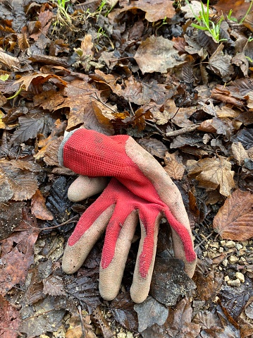 Carelessly thrown away gardening glove in the leaves
