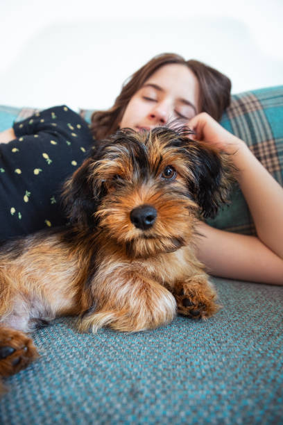 istock Fluffy little dog looking at camera, lying on the couch with its owner 1354205104