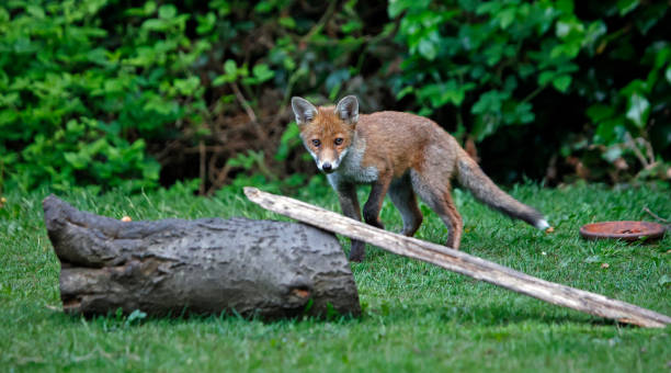 istock Urban fox cubs exploring the garden 1354205511