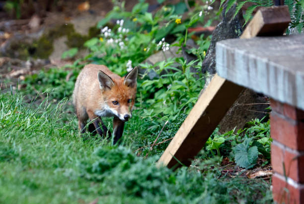 istock Urban fox cubs exploring the garden 1354205630