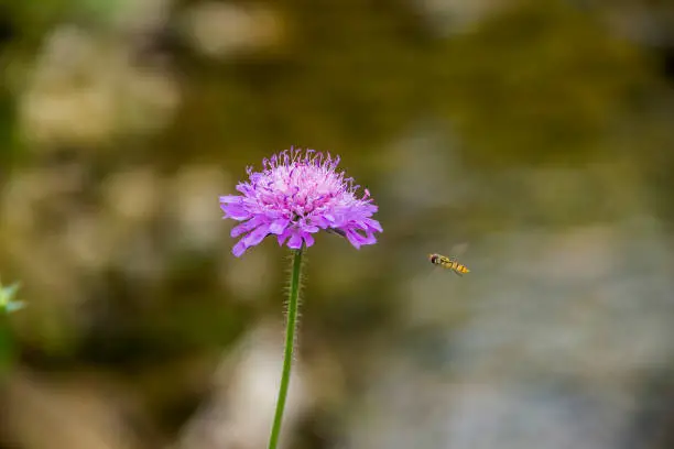 Photo of drone fly (Eristalis tenax) on field scabious flower