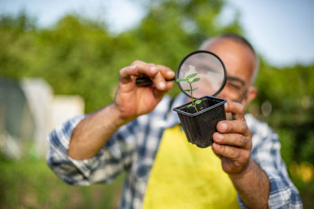 istock A mature farmer works in a farm garden 1354207570
