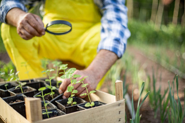 istock A mature farmer works in a farm garden 1354207591