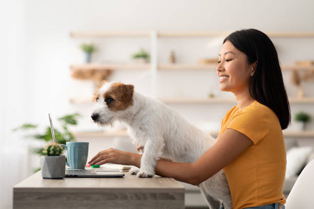 istock Jack russel terrier puppy looking for owner attention 1354207695