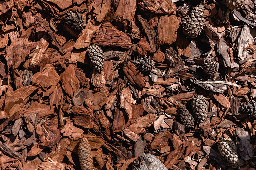 Bark of pine and larch of different fractions with pinecone lies on surface. Top view.