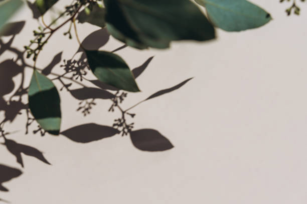 istock Eucalyptus branches shadows on beige background. Minimal concept mock up background. 1354209676