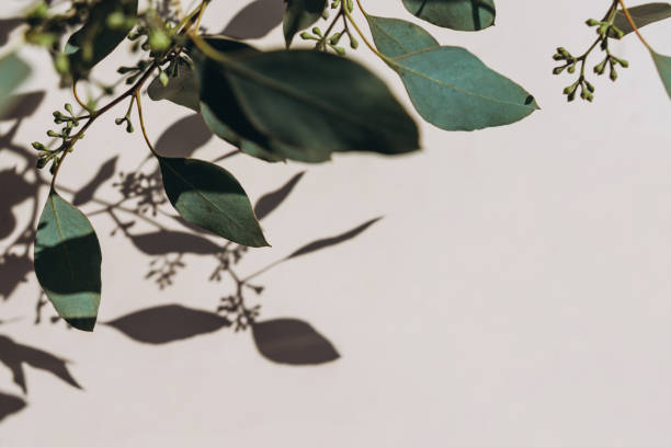 istock Eucalyptus branches shadows on beige background. Minimal concept mock up background. 1354209678