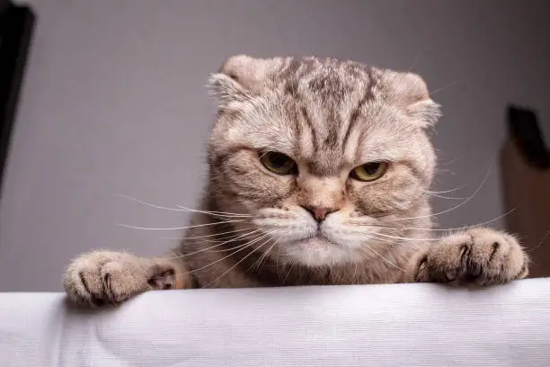 Photo of Dissatisfied Scottish Fold cat is on the table and angrily looks at the camera. Close-up.