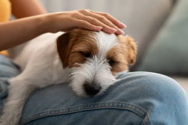Closeup photo of cute fluffy jack russel terrier puppy sleeping on its owner laps, unrecognizable woman petting her dog resting on her knees while she is chilling on couch at home, copy space