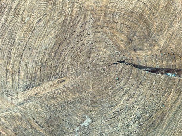 istock A dry and light tree stump with a crack as texture or background. 1354212102