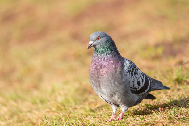 istock Beautiful pigeon bird standing on grass 1354213262
