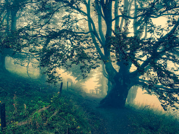 istock Path through the Black Forest in Germany with fog. 1354214765