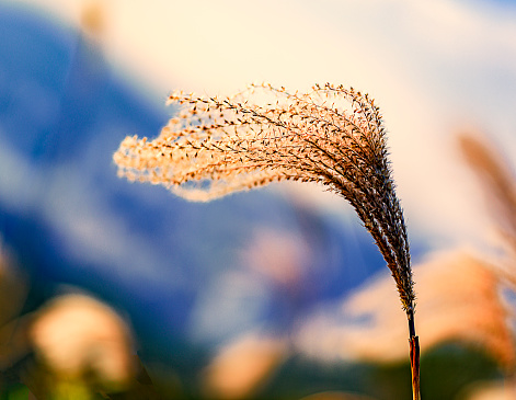 Lonely Miscanthus flower rippling in the wind