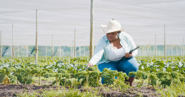 istock Shot of a young woman using a digital tablet while inspecting crops on a farm 1354215216