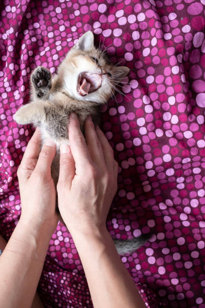 istock Small, tired British kitten yawns while lying on a colored blanket, and the owner arms gently hug him. Top view. 1354215421