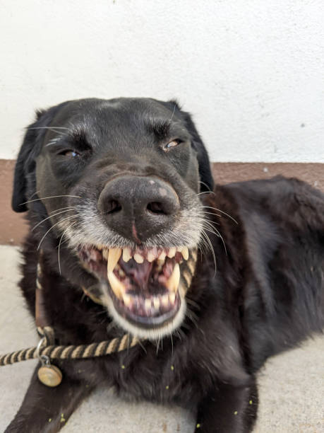 istock Close-up of Dog on leash Flashing teeth 1354215437
