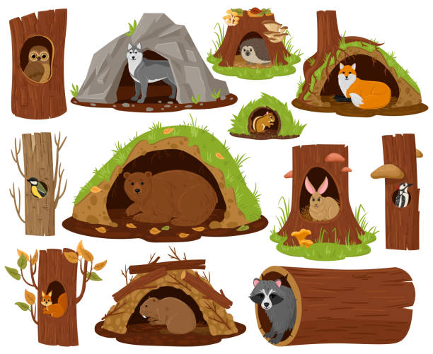 Cartoon forest animals inside hollow, burrow and nest. Woodland fauna in burrows and tree hollows vector illustration set. Owl, bear and hedgehog Cartoon forest animals inside hollow, burrow and nest. Woodland fauna in burrows and tree hollows vector illustration set. Owl, bear and hedgehog. Hollow for animal, forest shelter cute house hibernation stock illustrations