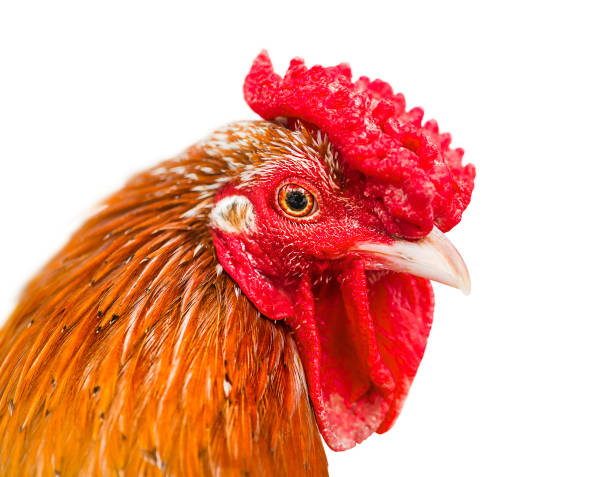 istock Red hen portrait isolated on white background. 1354217646