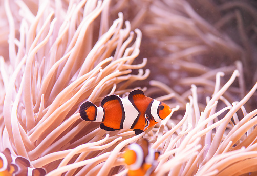 Clownfish or anemonefish, Amphiprion percula, swimming among the tentacles of its anemone home