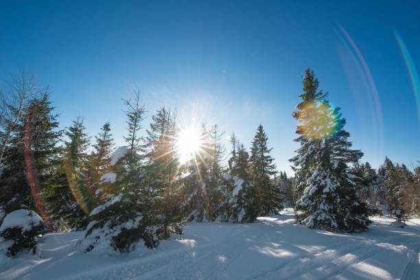 istock Fascinating sunny landscape of a winter forest 1354217680