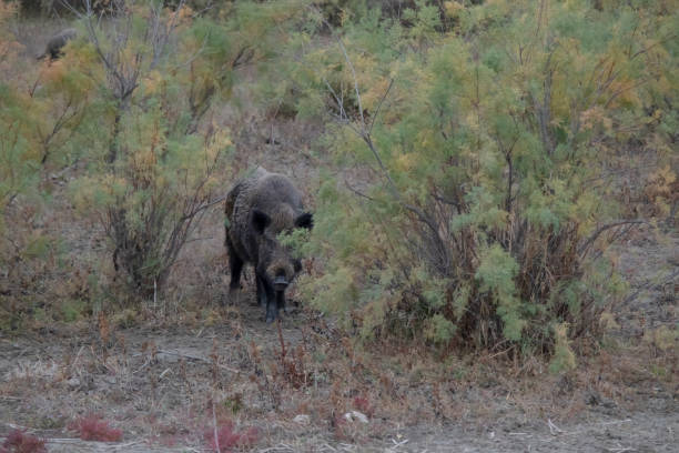 istock Wild boar (Sus scrofa) walk next to bushes 1354217702