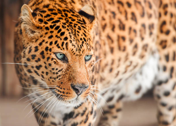 istock Portrait of a leopard with blue eyes 1354217885