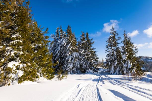 istock Fascinating sunny landscape of a winter forest 1354219066